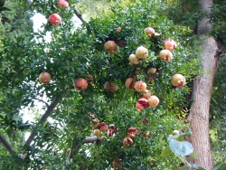 Anu{a